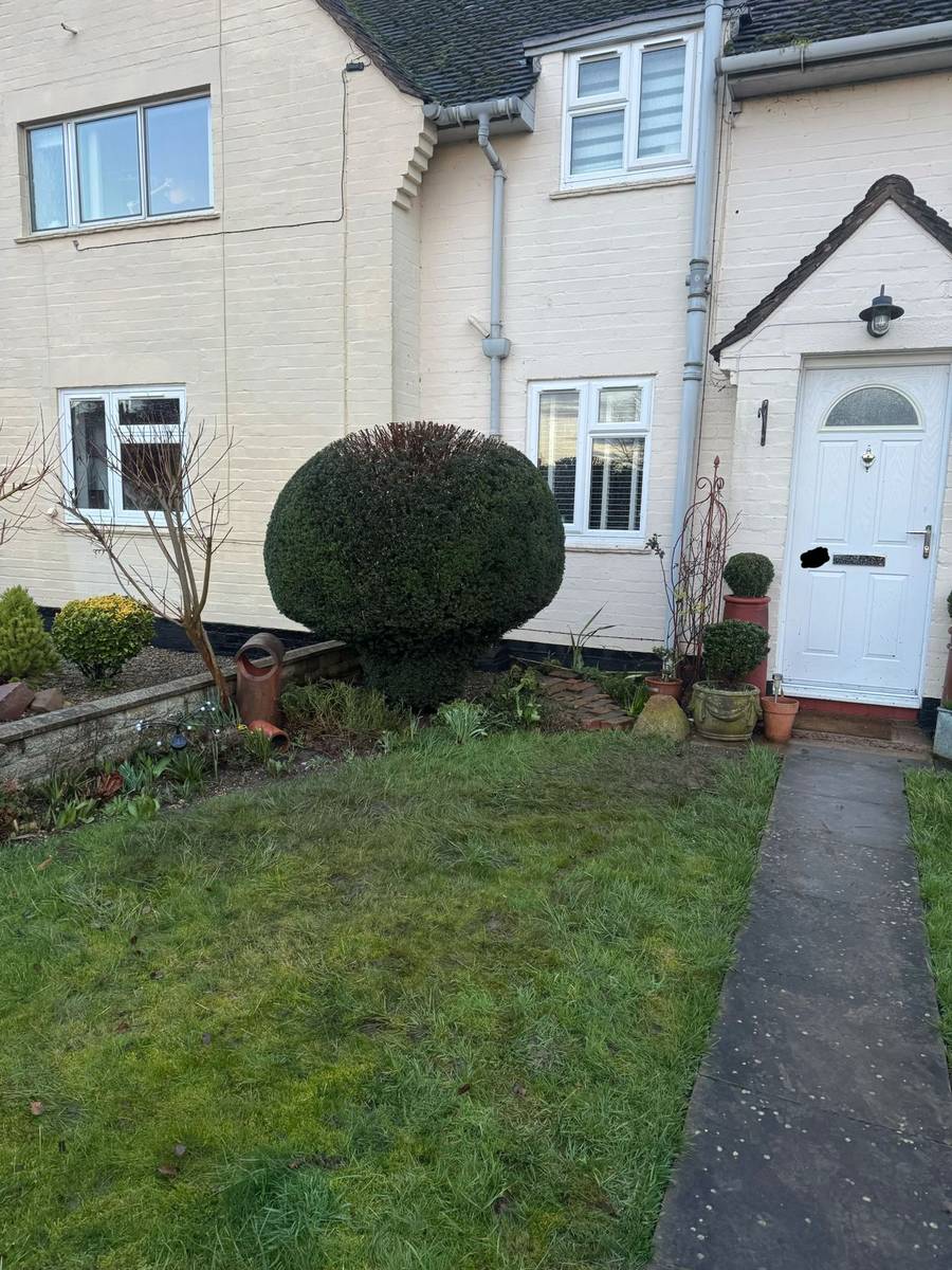 Cottage garden with neat small round topiary after trim