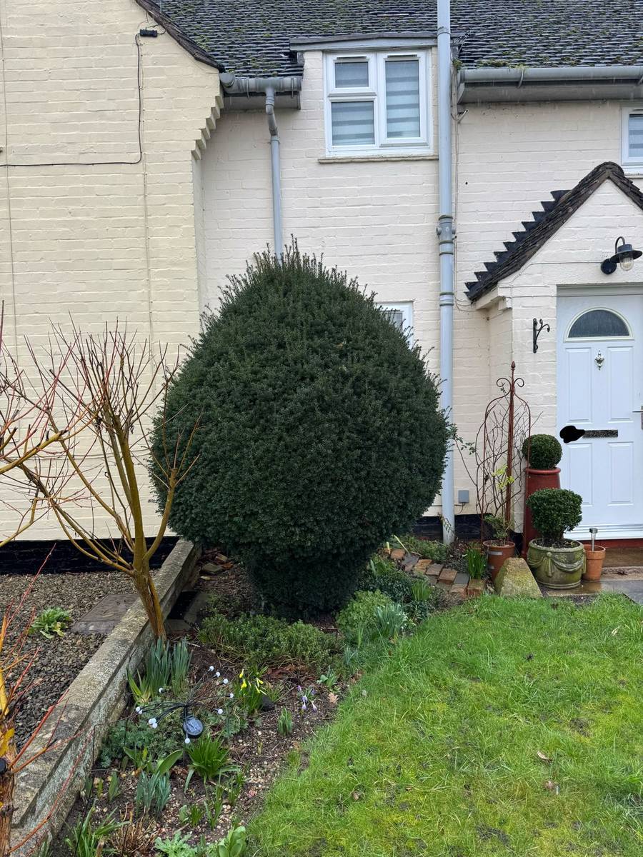 Cottage topiary before trim