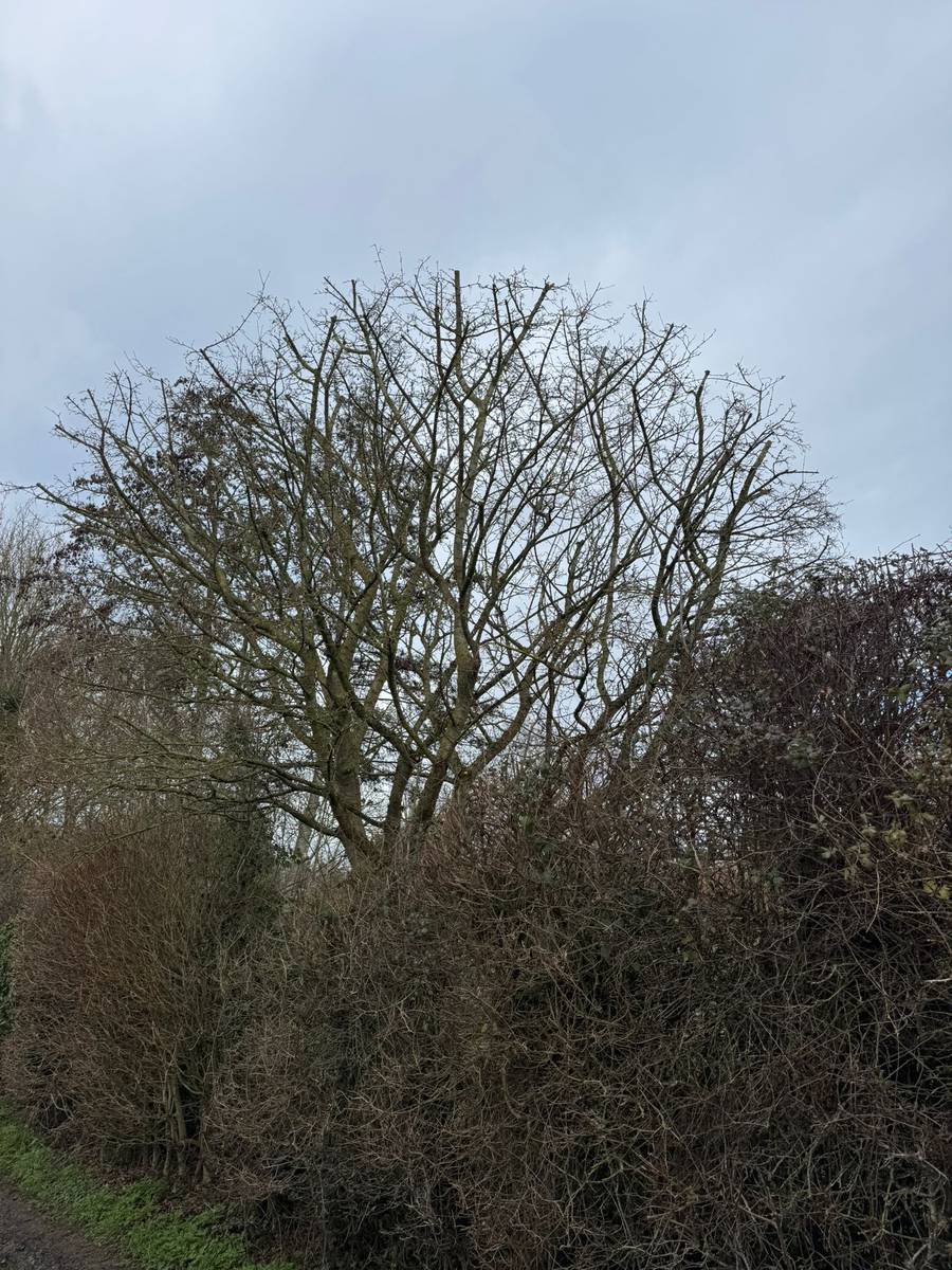 Large tree before crown reduction