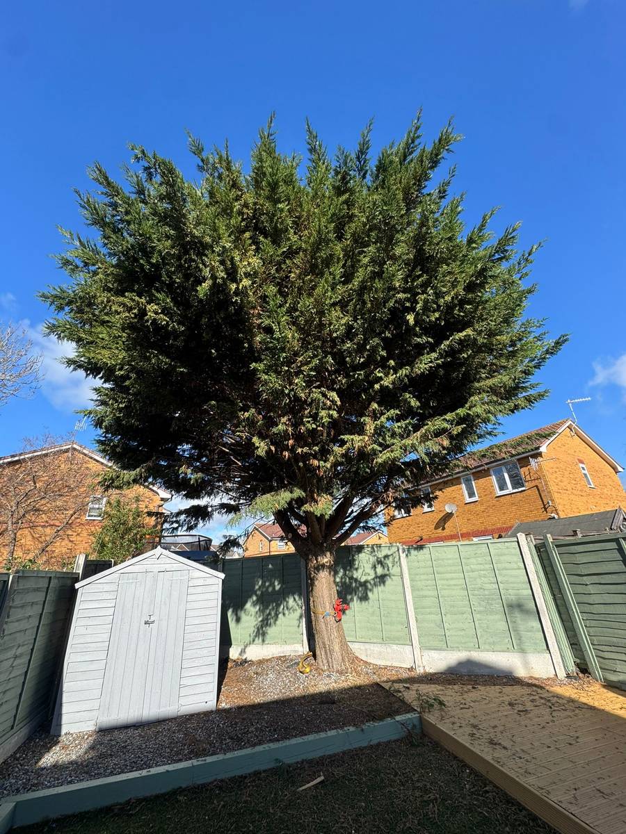 Cypress tree before removal