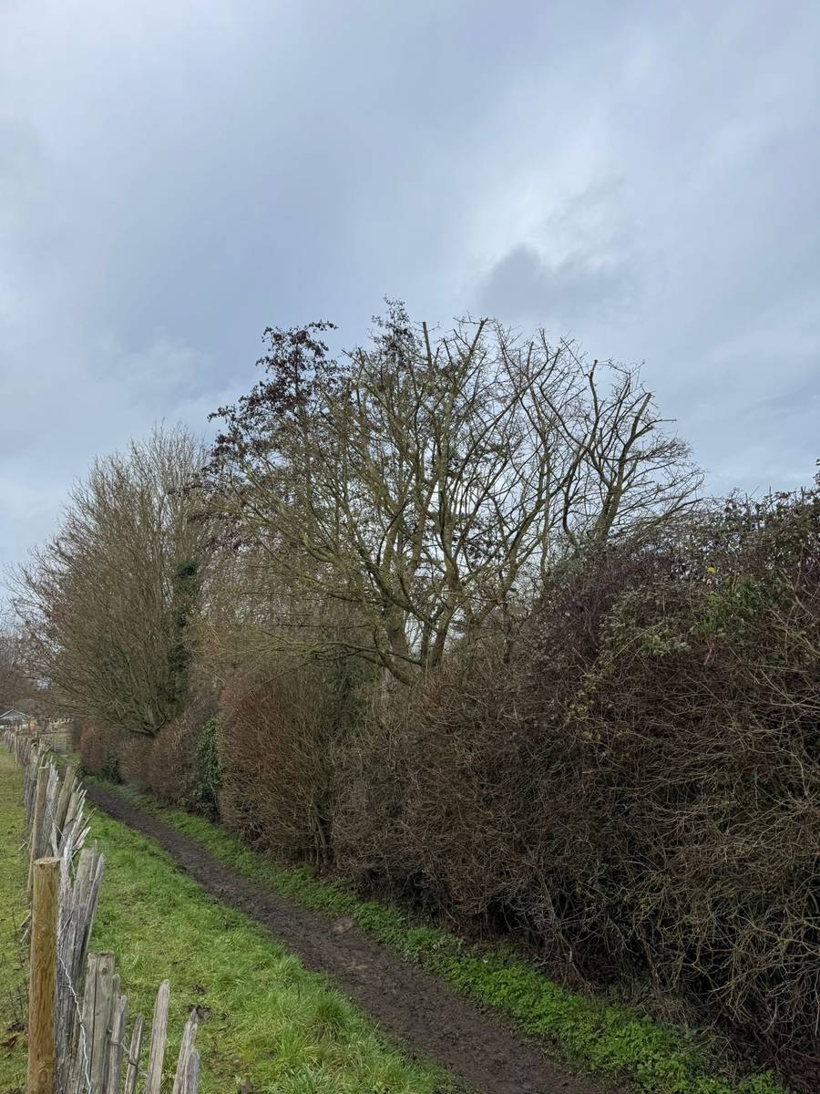 Tree crown raised for footpath clearance