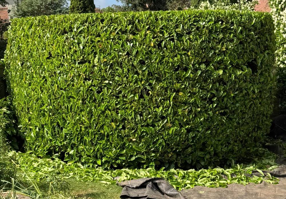 Perfectly trimmed rectangular garden hedge