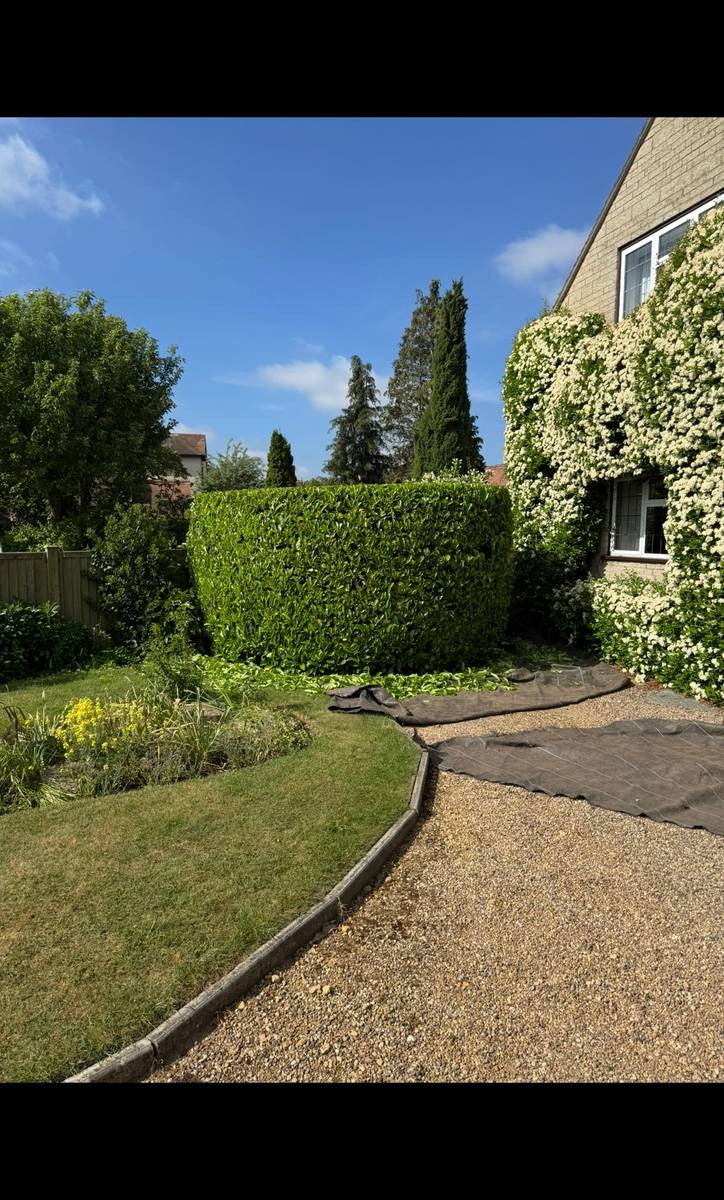Mature cylindrical hedge in a summer garden