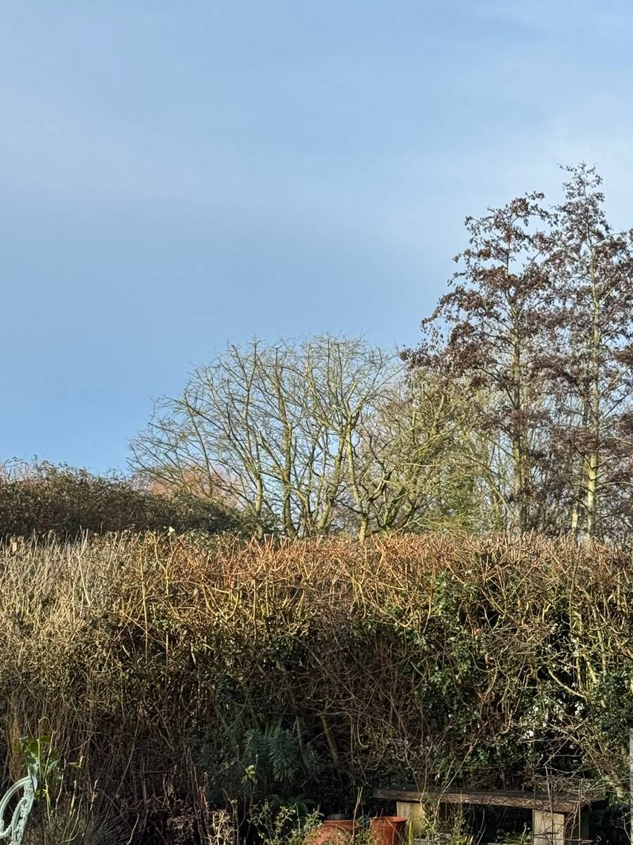 Hedge removal job — cleared area