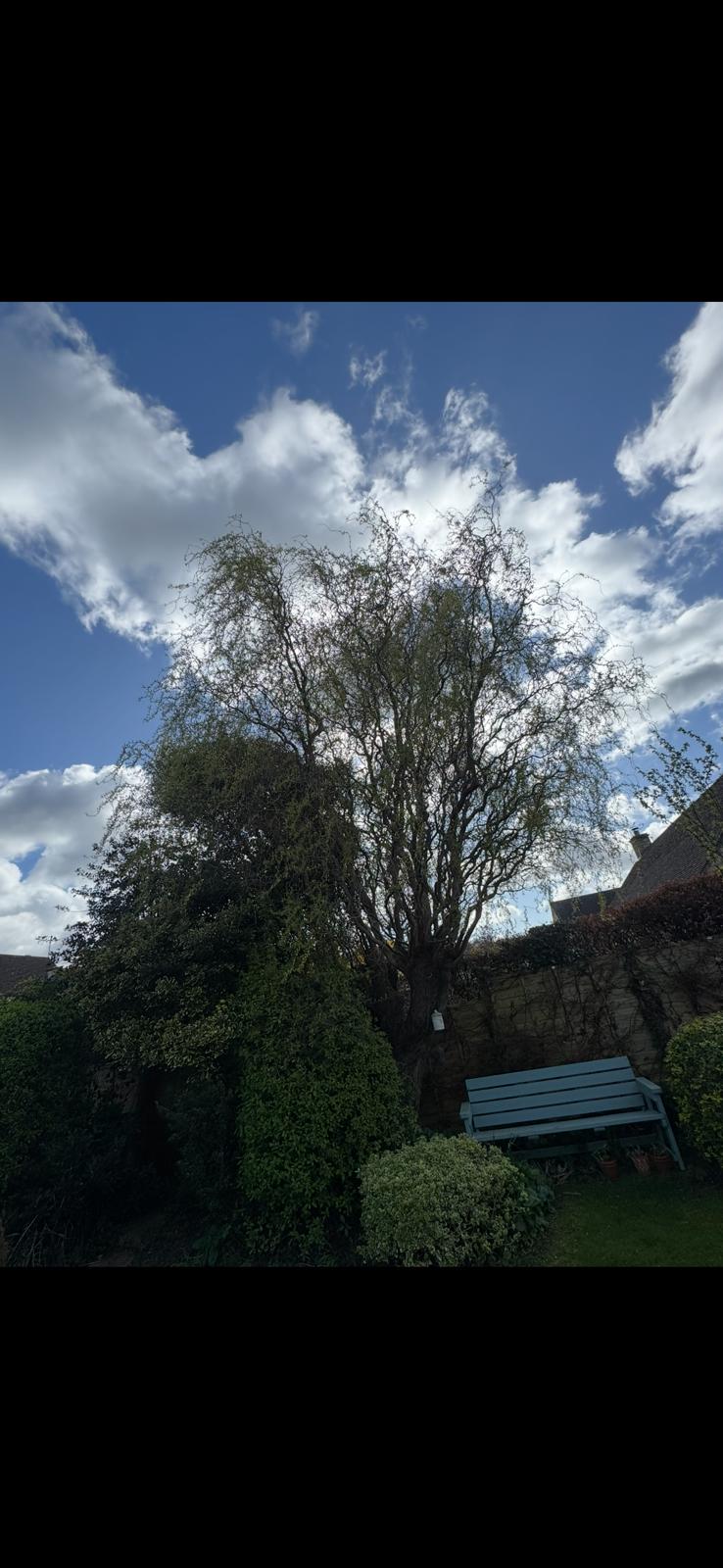 Before crown reduction