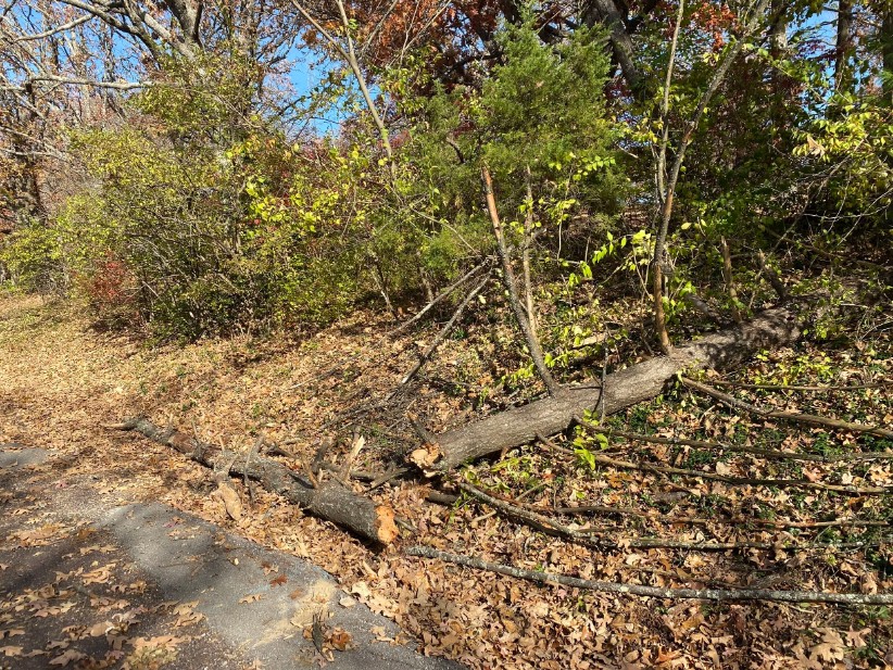 Fallen deadwood ready for removal