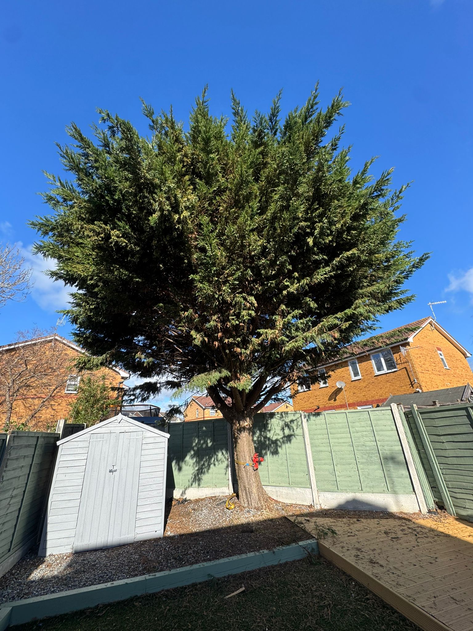 Overgrown garden with large conifer before clearance