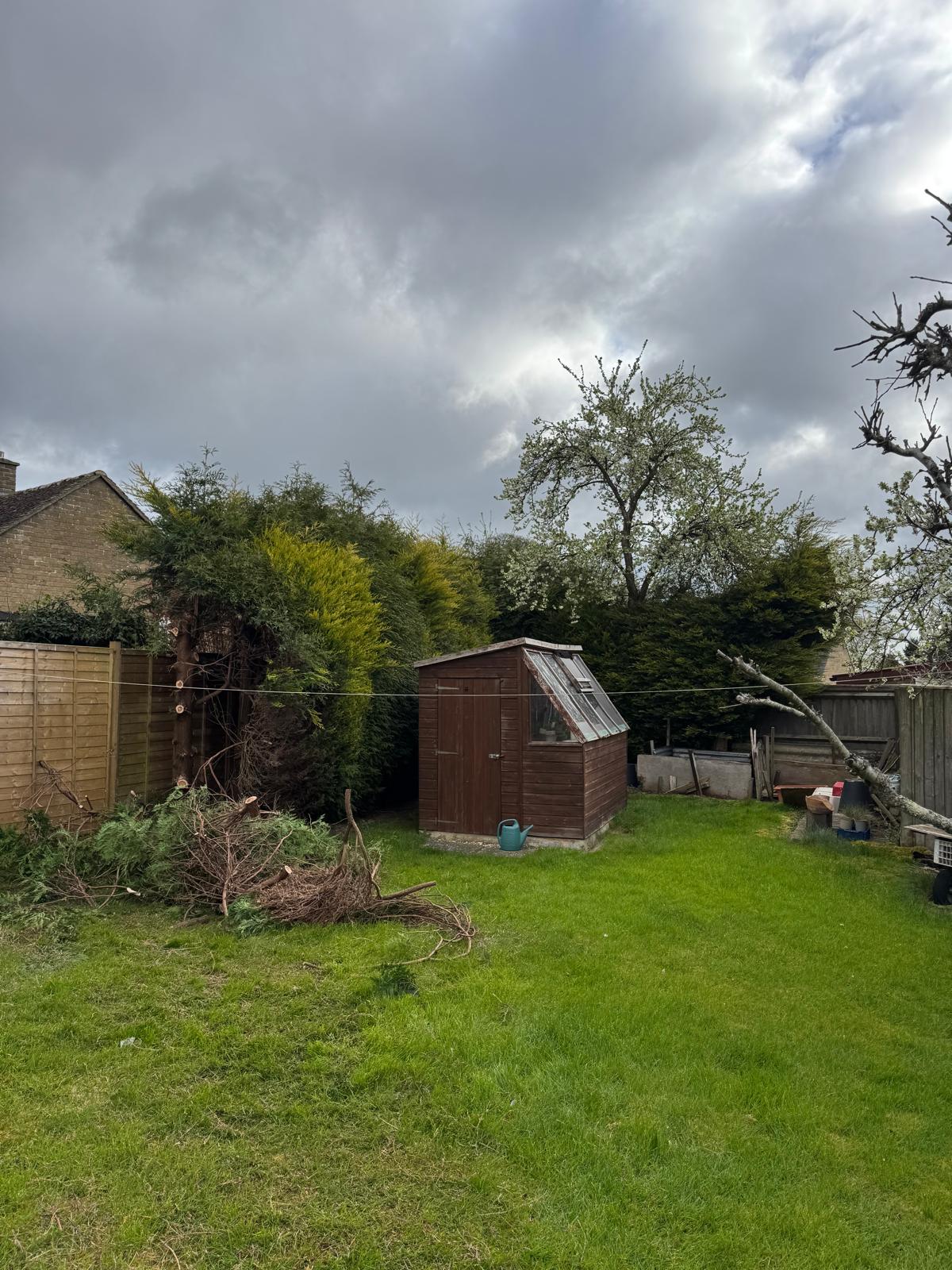 Overgrown hedge before removal