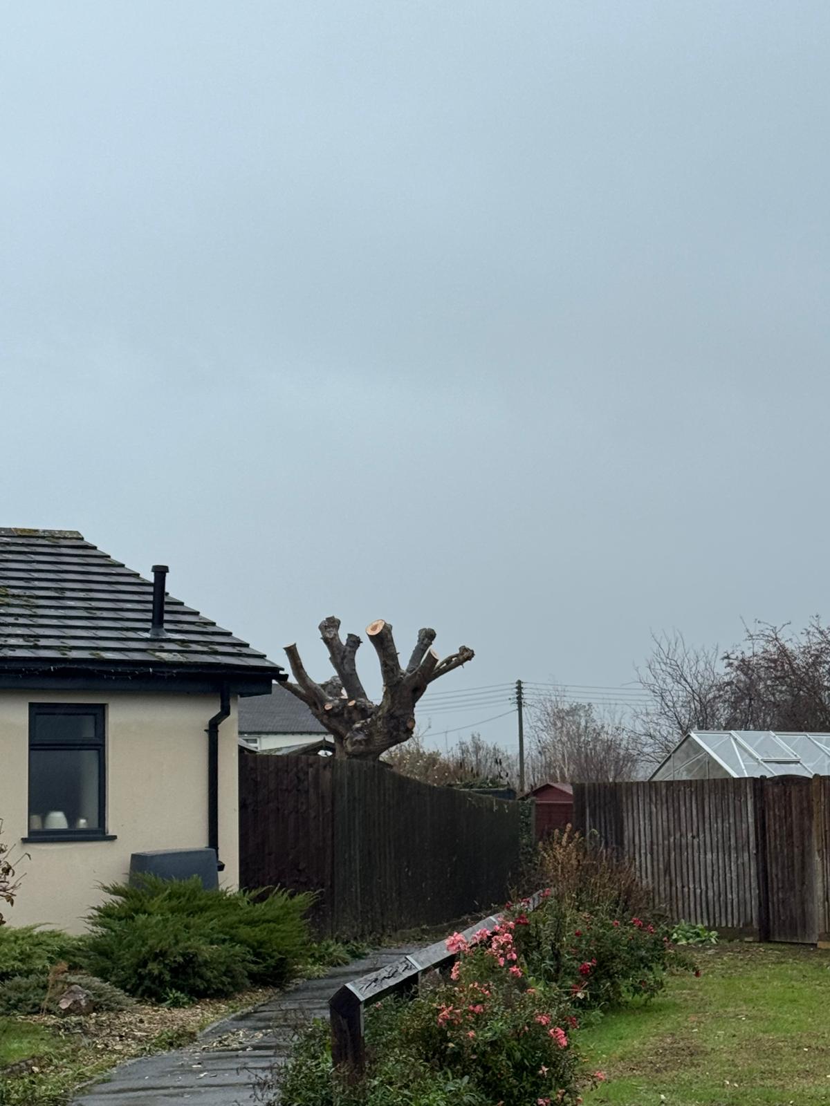 Cleanly pollarded tree with fresh cuts