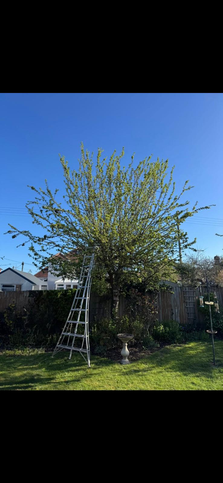 Before pruning — overgrown tree