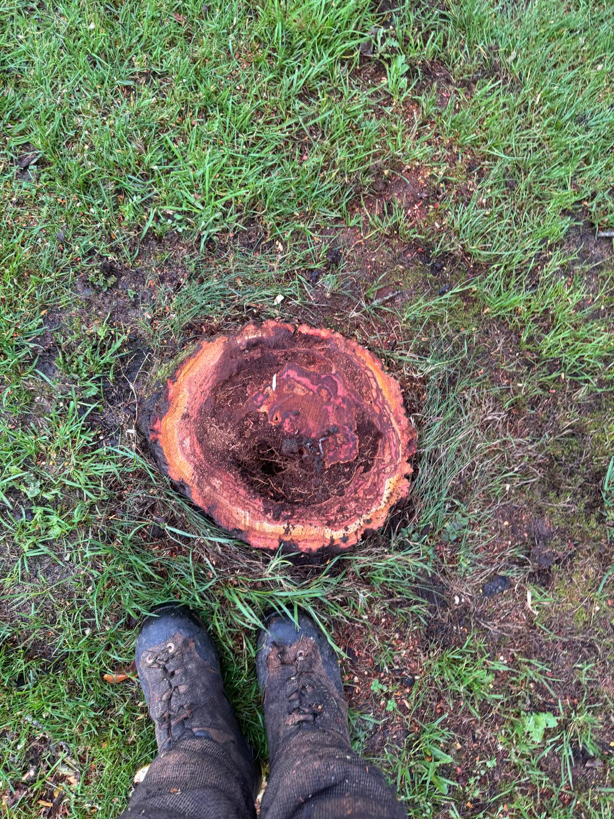 Fresh tree stump in lawn before grinding