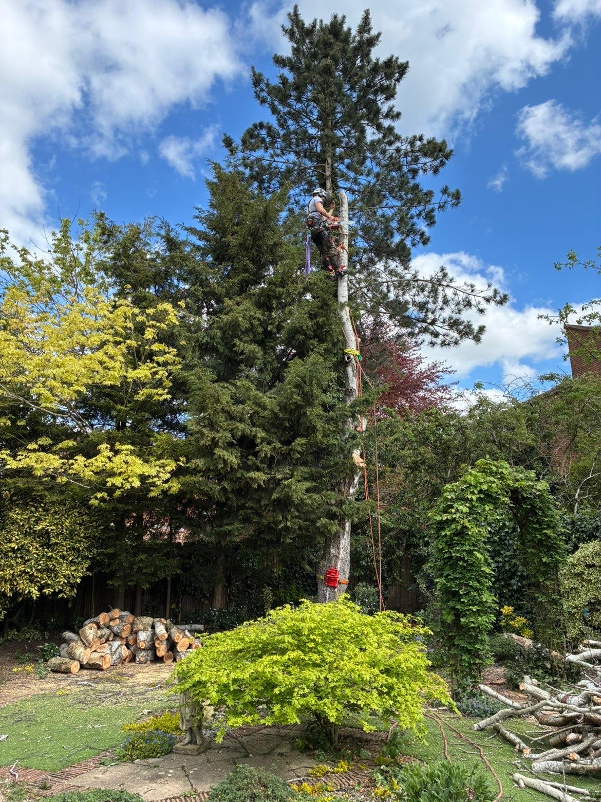 Jack up a conifer doing tree surgery work in Evesham