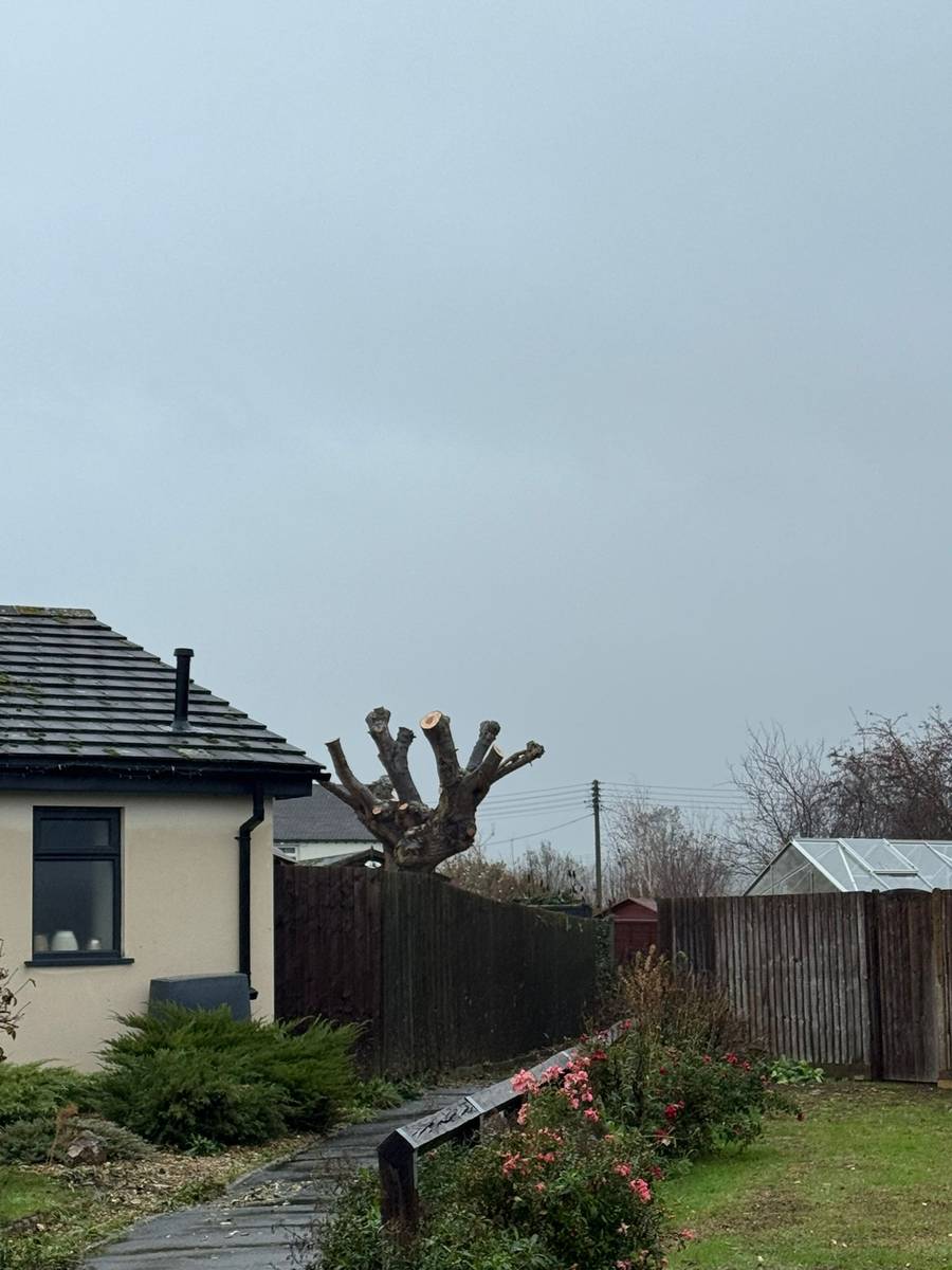 Freshly pollarded tree with clean cuts
