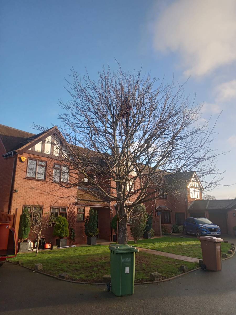 Tree Preservation Orders (TPOs) in Worcestershire — What You Need to Know