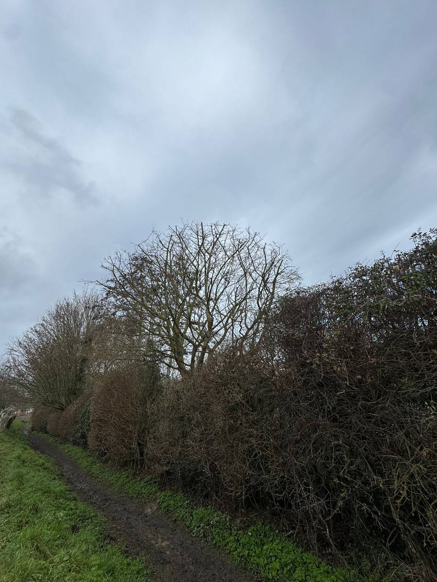 Deadwood removal along rural path